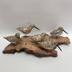 Frederique Delcourt becasseaux de sanderling