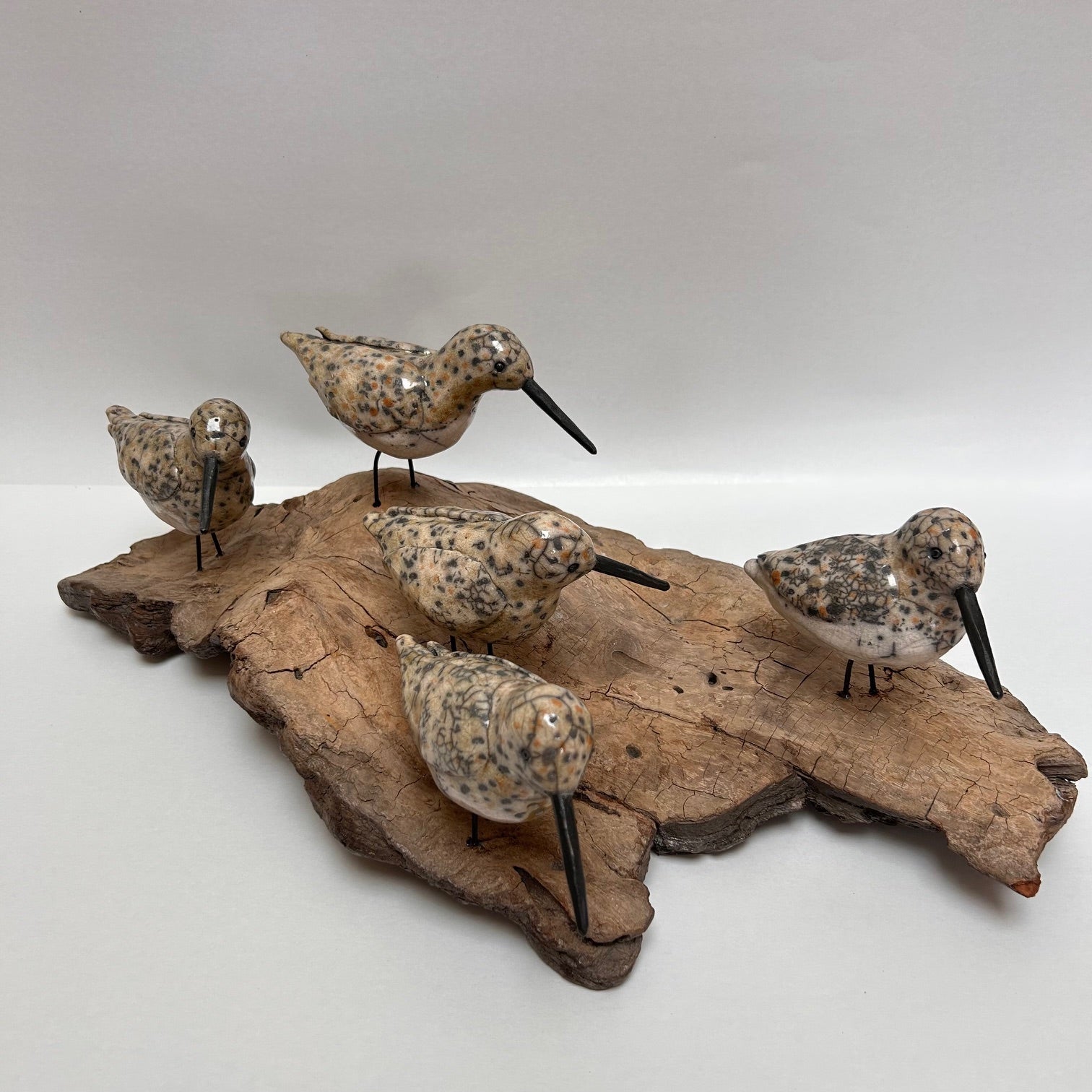 Frederique Delcourt becasseaux de sanderling c